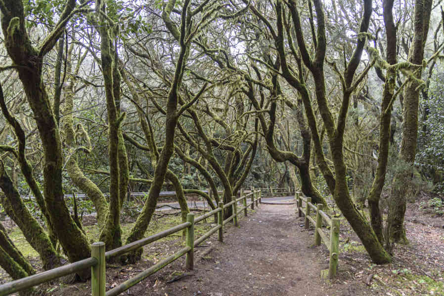 La Gomera 18 - parque nacional de Garajonay .jpg